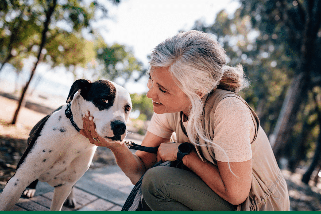 domimag-animal-compagnie