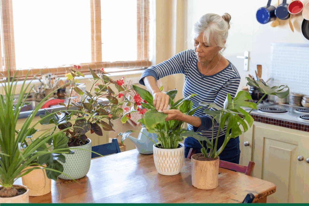 Le bienfait des plantes sur la qualité de vie