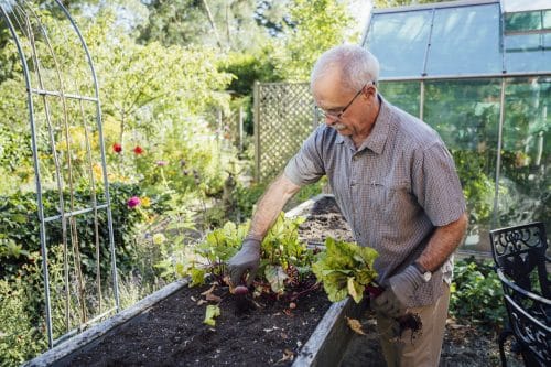 Potager surélevé : une solution pour jardiner debout